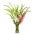 kytice gladiol
